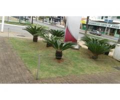 Jardineiro serviços gerais