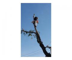 Poda de árvores em geral